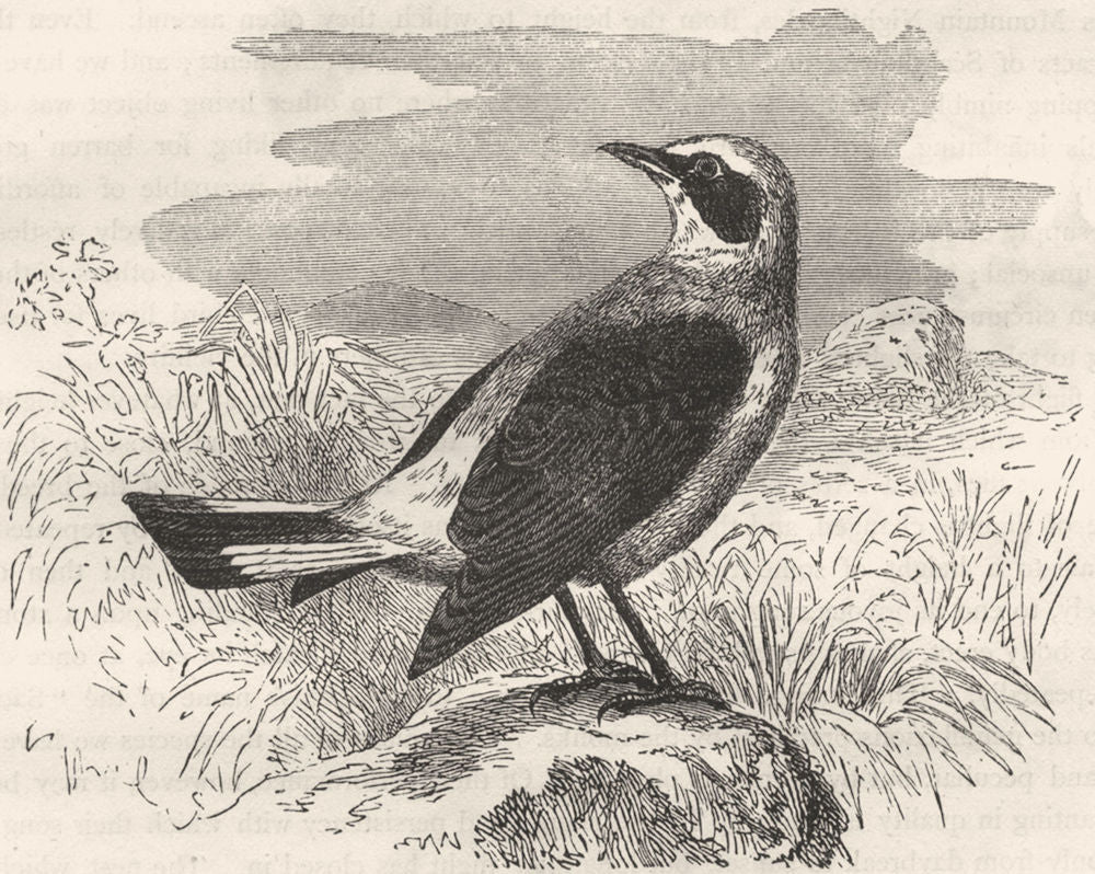 BIRDS. Singing. Warbler. Eared Stone Chat c1870 old antique print picture